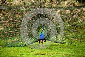 Paon faisant la roue. peacock
