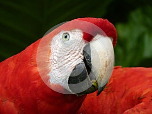 Papagayo / Guacamaya photo