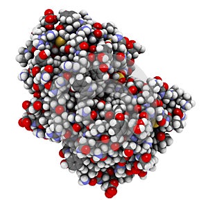 Papain enzyme. Protease present in papaya fruit photo