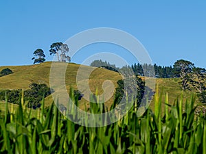 Papamoa Hills beyond cornfields