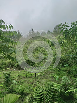 Papandayan mountain forest