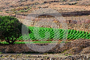 Papas negras plants, local black potato plantations on Furteventura, Canary islands, Spain