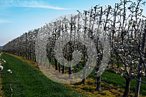 Papas negras plants, local black potato plantations on Furteventura, Canary islands, Spain