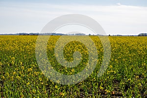 Papas negras plants, local black potato plantations on Furteventura, Canary islands, Spain