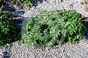 Papas negras plants, local black potato plantations on Tenrife, Canary islands, Spain