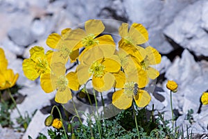 Papaver alpinum flowers in the mountains