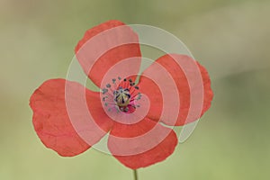 Papaver cf rhoeas common poppy small flower of intense red color and green calyx with dark ribs on a homogeneous green background