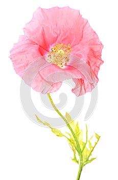 Papaver