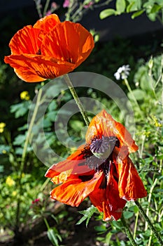 Papaver has medicinal properties. Stems contain latex milk, latex in opium poppy Papaver somniferum contains several narcotic