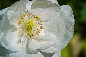 Papaver has medicinal properties. Stems contain latex milk, latex in opium poppy Papaver somniferum contains several narcotic