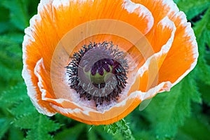 Papaver has medicinal properties. Stems contain latex milk, latex in opium poppy Papaver somniferum contains several narcotic