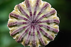 Papaver has medicinal properties. Stems contain latex milk, latex in opium poppy Papaver somniferum contains several narcotic