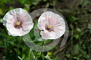 Papaver has medicinal properties. Stems contain latex milk, latex in opium poppy Papaver somniferum contains several narcotic