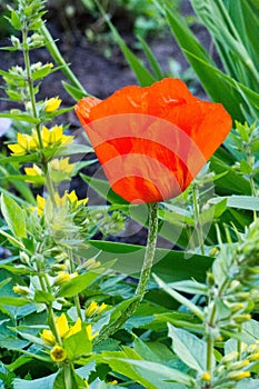 Papaver has medicinal properties. Stems contain latex milk, latex in opium poppy Papaver somniferum contains several narcotic