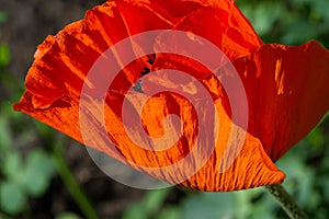 Papaver has medicinal properties. Stems contain latex milk, latex in opium poppy Papaver somniferum contains several narcotic