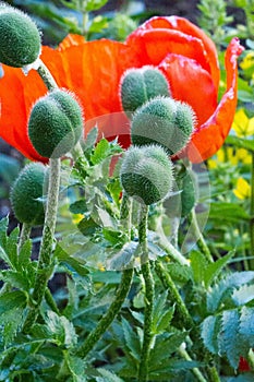 Papaver has medicinal properties. Stems contain latex milk, latex in opium poppy Papaver somniferum contains several narcotic