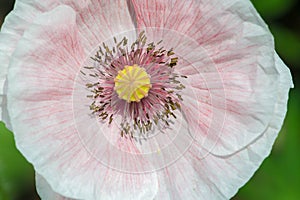 Papaver has medicinal properties. Stems contain latex milk, latex in opium poppy Papaver somniferum contains several narcotic