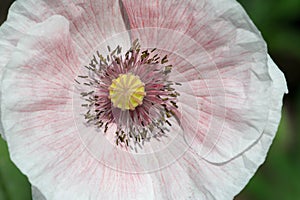 Papaver has medicinal properties. Stems contain latex milk, latex in opium poppy Papaver somniferum contains several narcotic