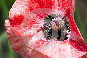 Papaver has medicinal properties. Stems contain latex milk, latex in opium poppy Papaver somniferum contains several narcotic