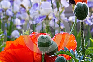 Papaver has medicinal properties. Stems contain latex milk, latex in opium poppy Papaver somniferum contains several narcotic