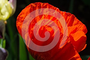 Papaver has medicinal properties. Stems contain latex milk, latex in opium poppy Papaver somniferum contains several narcotic