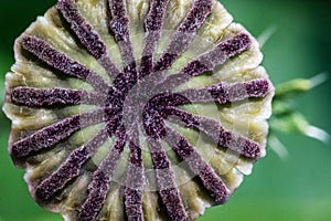 Papaver has medicinal properties. Stems contain latex milk, latex in opium poppy Papaver somniferum contains several narcotic