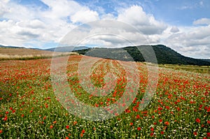 Papaver on a meadow. Red poppy flowers blooming in spring.  Common Poppy from above. Papaver rhoeas swaying on the wind in the fie