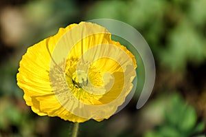 Papaver nudicaule (close-up).