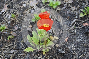 Papaver nudicaule 'Garden Gnome' bloom.