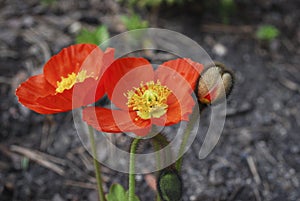 Papaver nudicaule 'Garden Gnome' bloom.