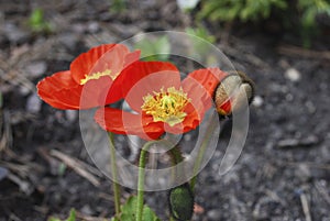 Papaver nudicaule 'Garden Gnome' bloom.