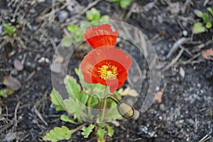 Papaver nudicaule 'Garden Gnome' bloom.