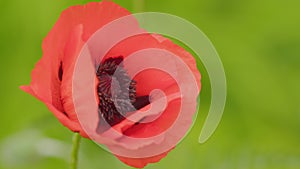 Papaver orientale is magnificent perennial plant in garden. Papaver orientale Allegro. Close up. photo