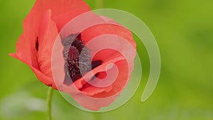 Papaver orientale is magnificent perennial plant in garden. Papaver orientale Allegro. Close up.