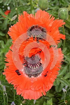 Papaver Orientale / Oriental Poppy Flower
