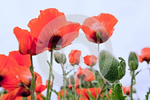 Papaver Orientale, oriental poppy flowers