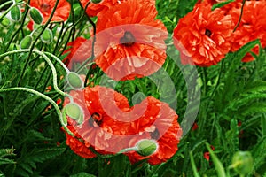 Papaver orientale. Red oriental poppy. Blood Red Oriental Poppy.