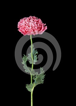 Papaver paeoniflorum aka Paeony Double Poppy photo