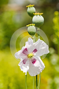 Papaver Pods and Flower