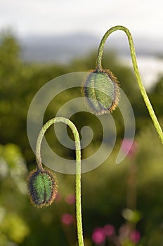 Papaver poppy buds hairy green in garden