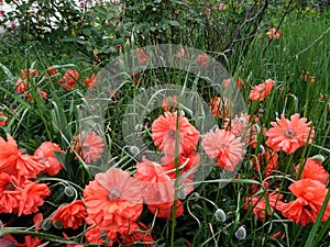 Papaver. Red terry poppy. A rare garden plant. Glade with poppies.