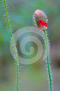 Papaver rhoeas