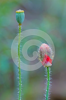 Papaver rhoeas