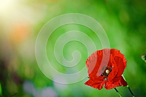 Papaver rhoeas, common, corn, Flanders, red poppy, corn rose, field is flowering plant poppy family Papaveraceae. Bees collect