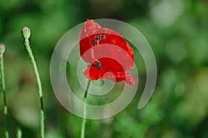 Papaver rhoeas, common, corn, Flanders, red poppy, corn rose, field is flowering plant poppy family Papaveraceae. Bees collect