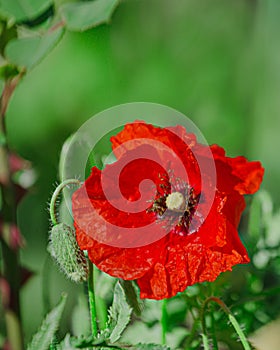 Papaver rhoeas, common, corn, Flanders, red poppy, corn rose, field is flowering plant poppy family Papaveraceae. Bees collect