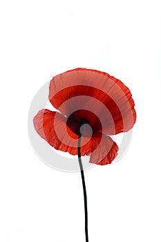 Papaver rhoeas common names include corn poppy, corn rose, field poppy, Flanders poppy, red poppy isolated