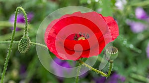 Papaver rhoeas common names include corn poppy , corn rose , field poppy , Flanders poppy , red poppy , red weed