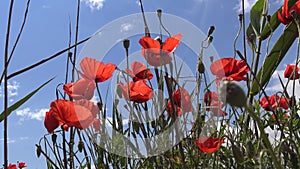 Papaver rhoeas common poppy, corn poppy, corn rose, field poppy, flowering plants from the steppe in the Landscape Park on the