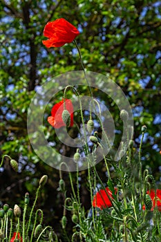 Papaver rhoeas or common poppy, red poppy is an annual herbaceous flowering plant in the poppy family, Papaveraceae, with red